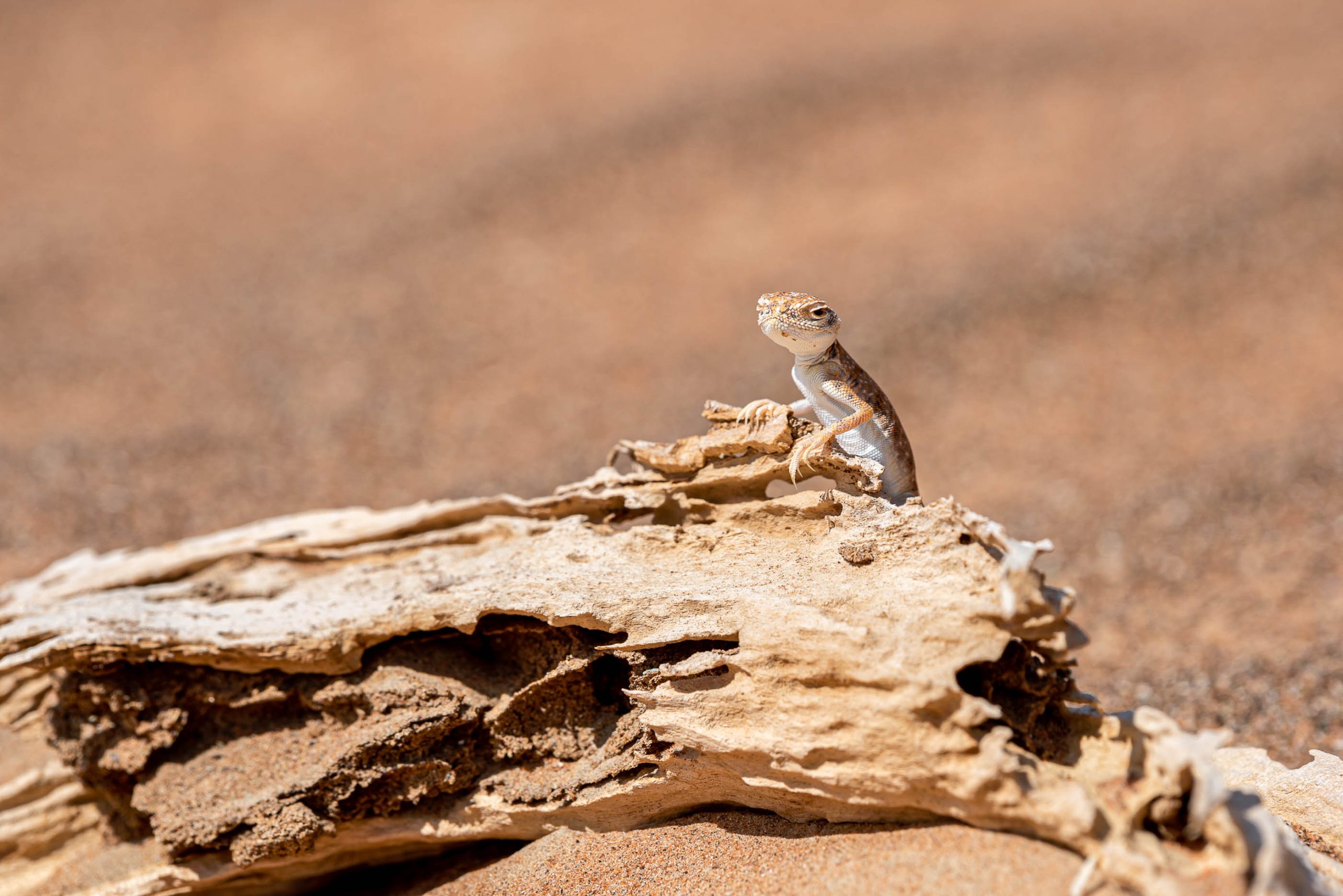 Arabian toad-headed agama (Phrynocephalus arabicus) in the Desert