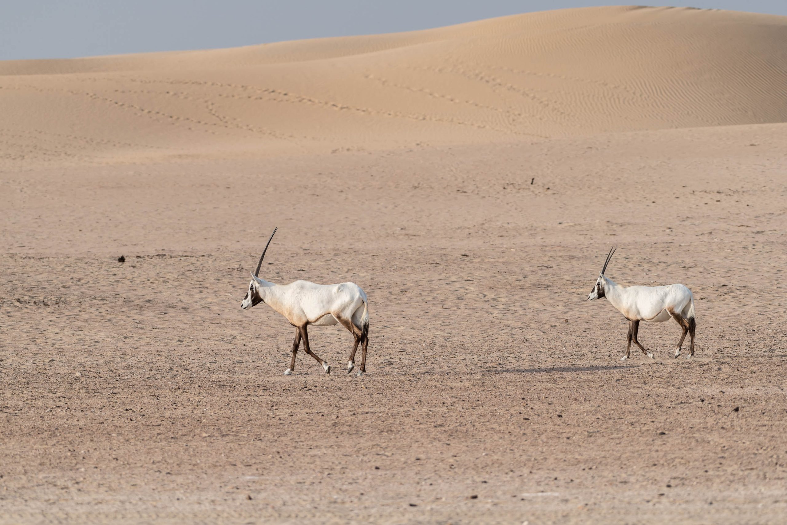 Arabian Oryx, Dubai, UAE