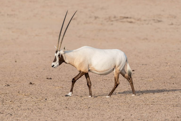 Arabian Oryx, Dubai, UAE