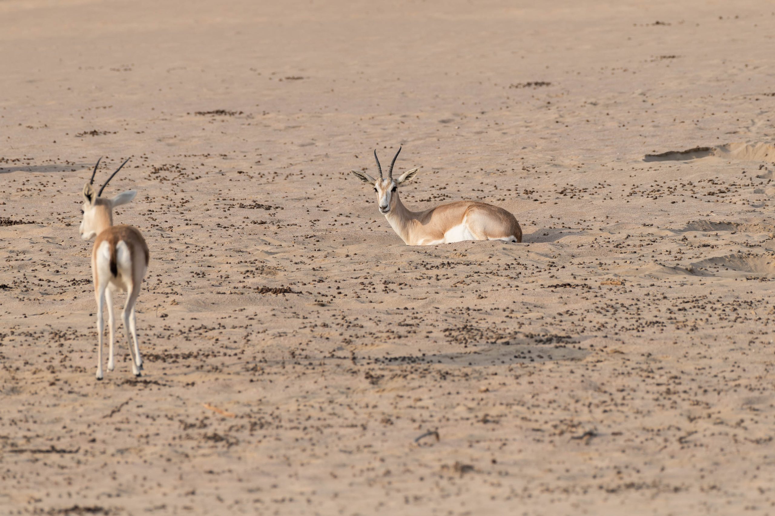 Arabian sand gazelle, Dubai, UAE