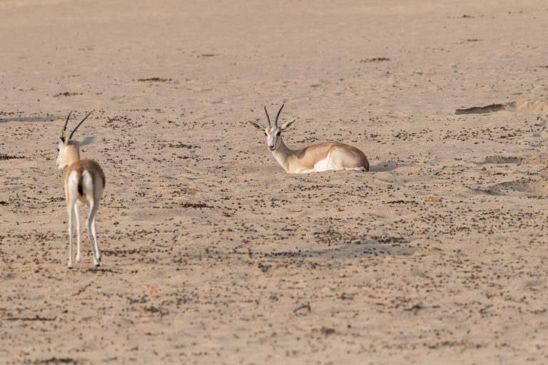 Arabian sand gazelle, Dubai, UAE