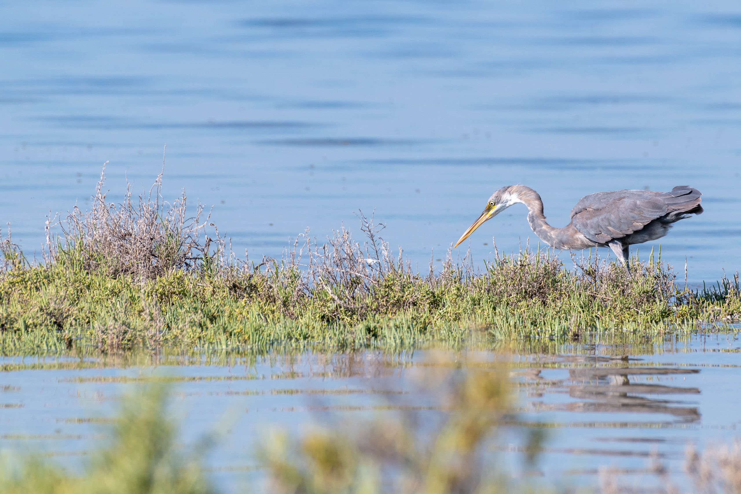 Great Blue Heron, Umm Al Quwain, UAE