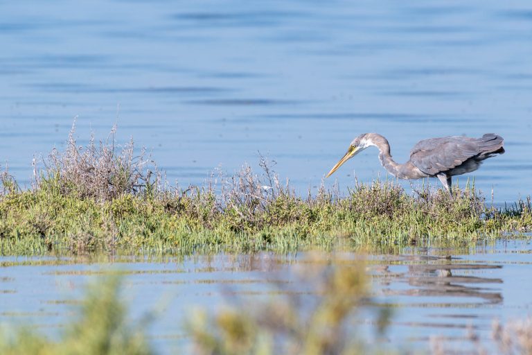 Great Blue Heron, Umm Al Quwain, UAE
