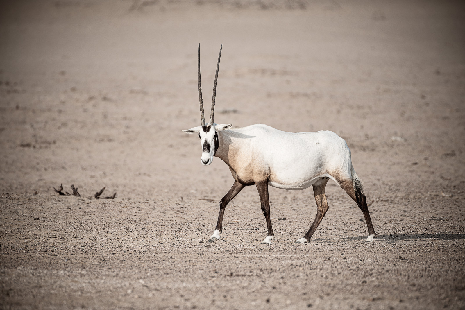 Arabian Oryx Dubai Uae