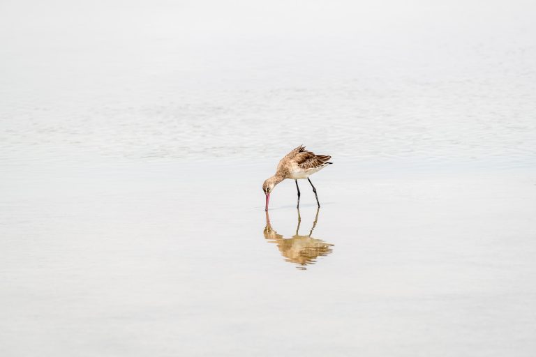 Isolated wetlands aquatic bird