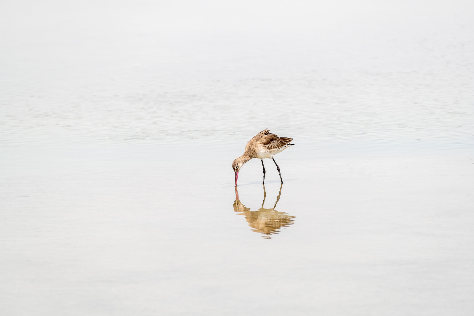 Isolated Wetlands Aquatic Bird